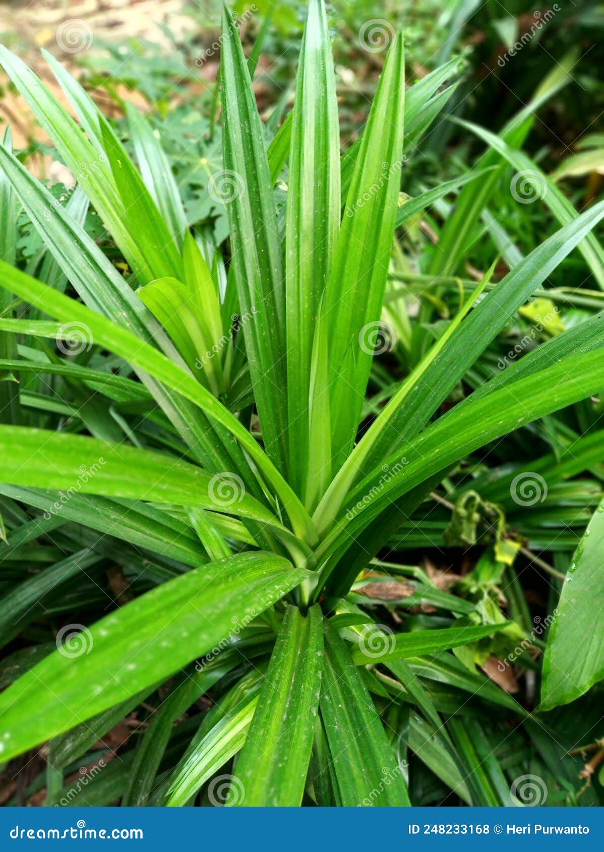 pandanus or pandan wangi